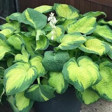 Hosta 'Brother Stefan' (Plantain Lily)