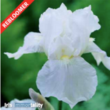 Iris Immortality