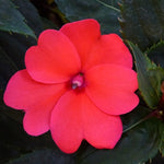 Impatiens Sunpatiens® Compact Series