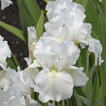 Iris Immortality