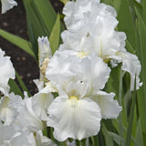 Iris Immortality