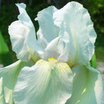 Iris Immortality