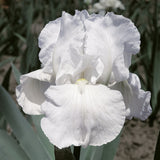 Iris Immortality