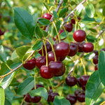 Prunus fruticosa Cherry 'Juliet™'