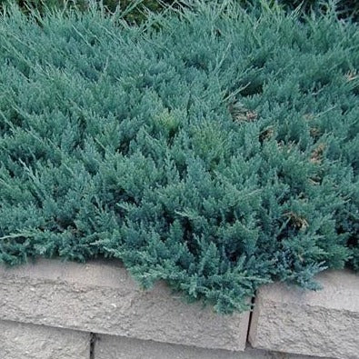 Juniperus 'Blue Chip' Juniper