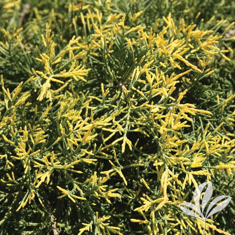 Juniperus 'Saybrook Gold®' Juniper