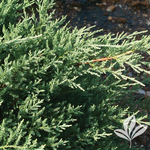 Juniperus 'Kallay Pfitzer' Juniper