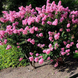 Lagerstroemia Crapemyrtle 'Hopi' (Medium)