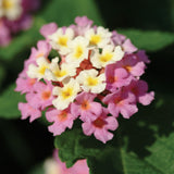 Lantana Landmark™ Series