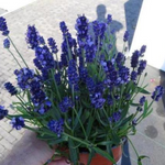 Lavandula 'Super Blue' Lavender