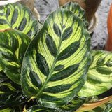 Prayer plant