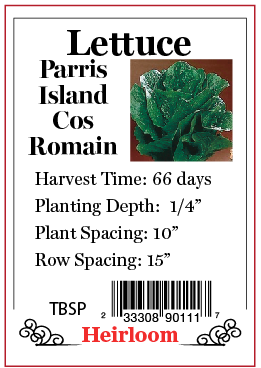 PBN Lettuce 'Parris Island' Romain