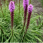 Liatris Spicata (Gayfeather)