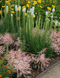 Liatris 'Alba' (Gayfeather)