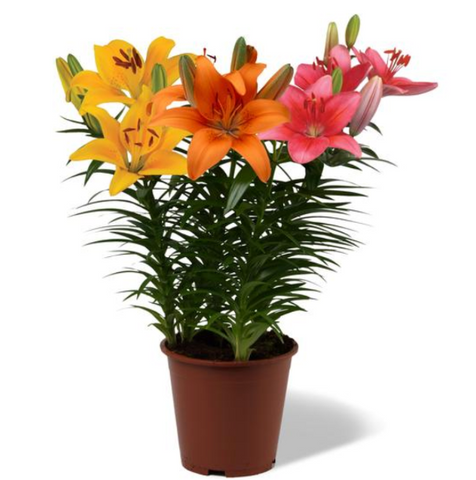 Lilium Asiatic Pot Lily Looks™ Bloom Fusion Series 'Pink Cheeked Parrot'