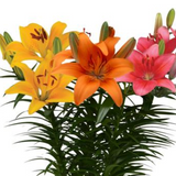 Lilium Asiatic Pot Lily Looks™ Bloom Fusion Series 'Pink Cheeked Parrot'