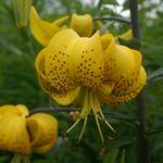 Lilium 'Citronelle' (Tiger Lily)