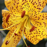 Lilium 'Citronelle' (Tiger Lily)