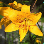 Lilium 'Citronelle' (Tiger Lily)