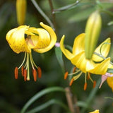 Lilium 'Citronelle' (Tiger Lily)