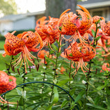 Lilium 'Splendens' (Tiger Lily)