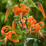 Lilium 'Splendens' (Tiger Lily)