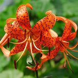 Lilium 'Splendens' (Tiger Lily)