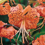 Lilium 'Splendens' (Tiger Lily)