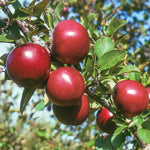 Malus 'Arkansas Black' Apple Tree