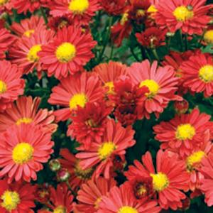 Chrysanthemum Mammoth™️ Quill