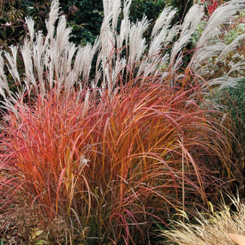 Grass Miscanthus 'Fire Dragon' Maiden