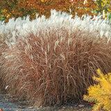 Grass Miscanthus 'Flame'