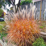 Grass Miscanthus 'Flame'