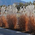 Grass Miscanthus 'Flame'
