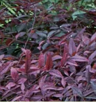 Nandina Flirt™ Series