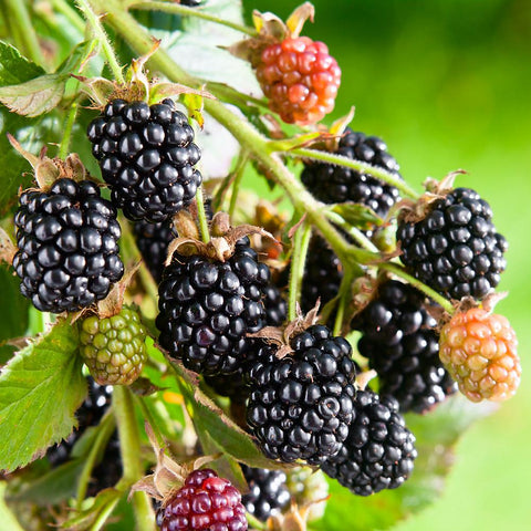 Rubus Navajo Erect Thornless Blackberry