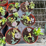 Succulent Assorted Collections