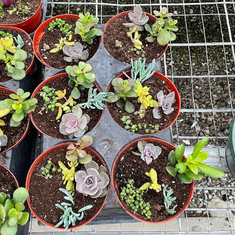 donkey ears succulent Kalanchoe gastonis-bonnieri 'Donkey Ears' – Prairie Blossom Nursery