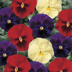 Pansy Delta™ Series