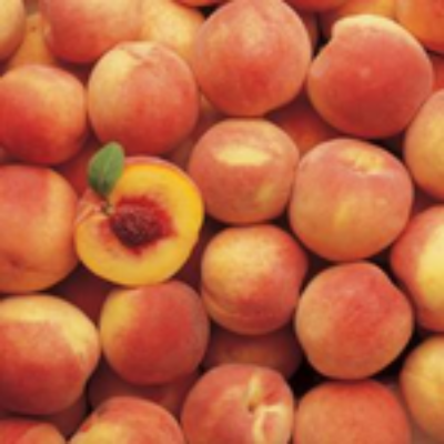 Prunus 'Hale Haven' Peach