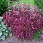 Grass  'Fireworks™' Purple Fountain (Rubrum)