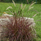 Grass  'Fireworks™' Purple Fountain (Rubrum)