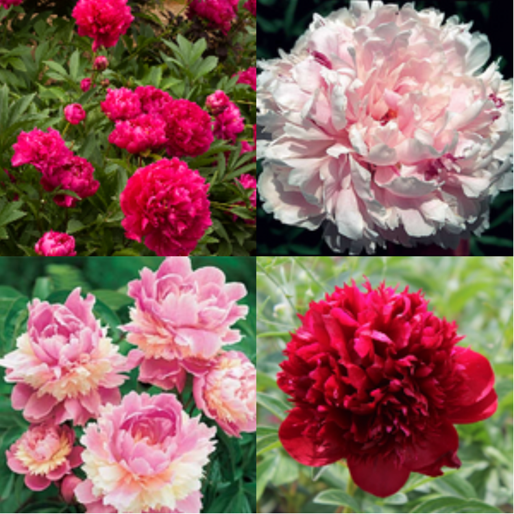 Paeonia '#2 Gallon Peony Pot – Prairie Blossom Nursery