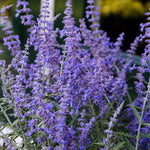 Perovskia 'Lacey Blue' PP20845 (Russian Sage)