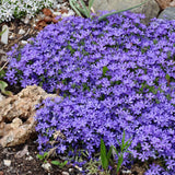 Phlox subulata Violet Pinwheels (Creeping Phlox)