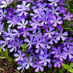 Phlox subulata Violet Pinwheels (Creeping Phlox)