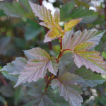 Physocarpus Summer Wine Ninebark