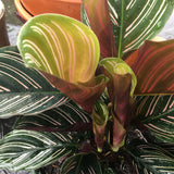Prayer plant