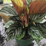Prayer plant