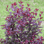 Prunus 'Purpleleaf Sand' Cherry Tree